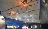 Королевский музей Онтарио представляет более двухсот экспонатов и живых экзотических пауков...