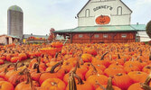 На ферме Downey’s Farm (Caledon, провинция Онтарио) пройдет ежегодный фестиваль тыквы, который начнется в эти выходные и продлится до 31 октября...