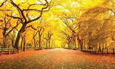 Осенью парк напоминает фантастическую живую картину, краски которой меняются буквально на глазах изумленных посетителей...
