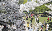 Цветение сакуры  - в апреле бело-розовое облако накрывает уголок High Park...
