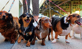 Park & Bark Dog Show Midtown - праздник четвероногих друзей