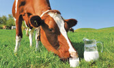 Коровы, которые проводят больше времени на свежем воздухе, на травке, здоровее тех, что подолгу находятся в стойлах...