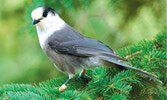 Птица Grey Jay могла бы стать символом Канады