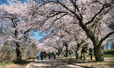 Весна в Торонто приносит цветение сакуры в High Park и многое другое!