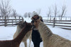 Почему бы в эти холодные зимние месяцы не прогуляться и не насладиться общением с альпаками прямо здесь, в Онтарио,  в Samy's Alpaca Farm and Fibre Studio!
