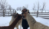 Почему бы в эти холодные зимние месяцы не прогуляться и не насладиться общением с альпаками прямо здесь, в Онтарио,  в Samy's Alpaca Farm and Fibre Studio!