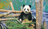 Специальная презентация Карин Тунвелл, главного хранителя гигантской панды в зоопарке Торонто...