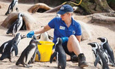 Африканские пингвины - исчезающий вид, который пытаются сохранить в зоопарке Торонто...