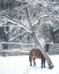 Kруглый год, в выходные и праздники, принимает гостей  Riverdale Farm...
